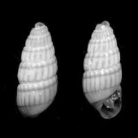 Odostomella doliolum 